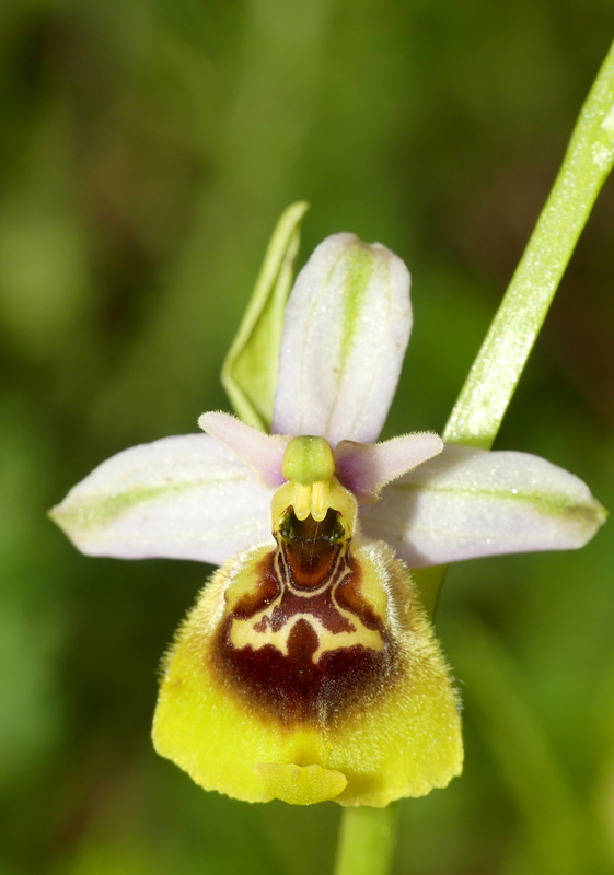 Ophrys lacaitae tra introgressioni e forme ibride � Molise 2023.